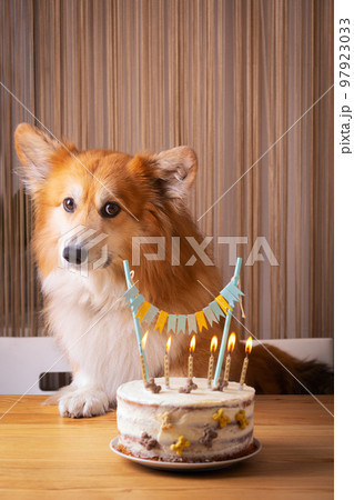 happy birthday and dog corgi happy birthday and dog corgi 97923033