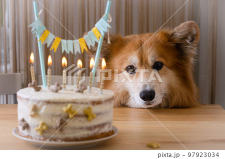 happy birthday and dog corgi 97923034