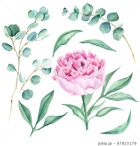 Pink watercolor peony flower, leaves and eucalyptus branches. Hand drawn botanical illustration isolated on white background. Can be used for greeting cards, bouquets, wedding invitations, fabric Pink watercolor peony flower, leaves and eucalyptus branches. Hand drawn botanical illustration isolated on white background. Can be used for greeting cards, bouquets, wedding invitations, fabric 97923179
