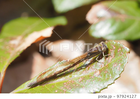 オツネントンボ（メス） 97924127