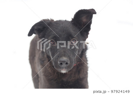 black puppy dog closeup portrait isolated on white black puppy dog closeup portrait isolated on white 97924149