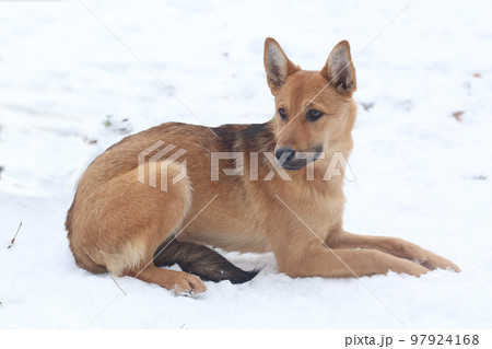 fawn dog full length photo on snowy white background fawn dog full length photo on snowy white background 97924168