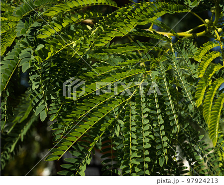 green lush branches of leucaena .acacia. wallpaper green lush branches of leucaena .acacia. wallpaper 97924213