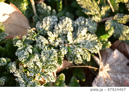 北杜市白州町、寒い朝、雑草に降りた霜の花 97924407