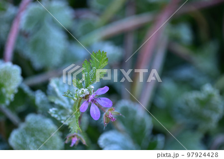 北杜市白州町、寒い朝、雑草に降りた霜の花 北杜市白州町、寒い朝、雑草に降りた霜の花 97924428
