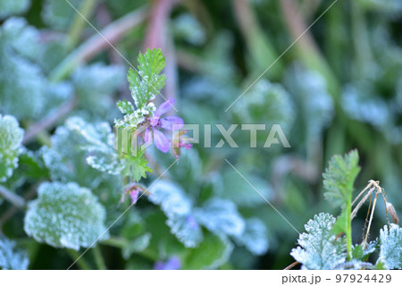 北杜市白州町、寒い朝、雑草に降りた霜の花 北杜市白州町、寒い朝、雑草に降りた霜の花 97924429