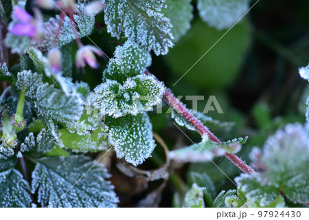 北杜市白州町、寒い朝、雑草に降りた霜の花 97924430