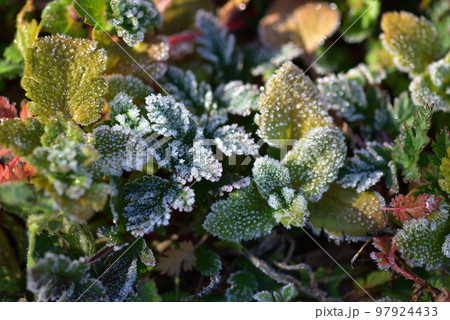 北杜市白州町、寒い朝、雑草に降りた霜の花 97924433