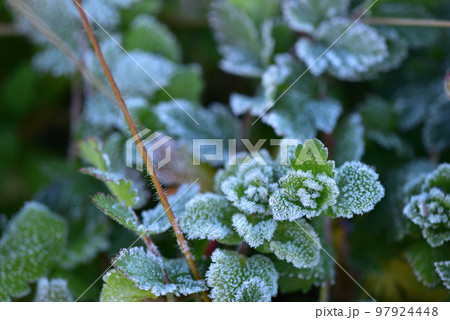 北杜市白州町、寒い朝、雑草に降りた霜の花 北杜市白州町、寒い朝、雑草に降りた霜の花 97924448