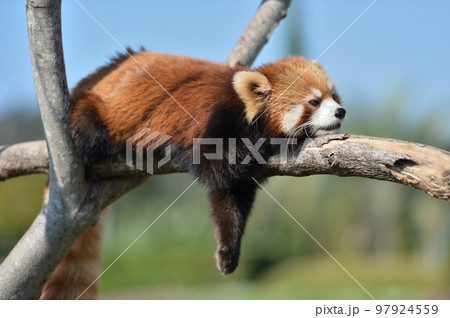 レッサーパンダの子供 97924559