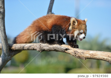 レッサーパンダの子供 97924560