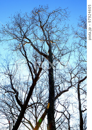 落葉樹　冬のプラタナスの木 97924605