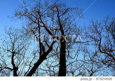 落葉樹 冬のプラタナスの木 落葉樹 冬のプラタナスの木 97924606
