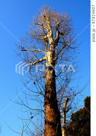 落葉樹　冬のプラタナスの木 97924607