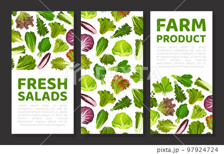 Fresh Salad Leaves Design with Green Vegetables Vector Template 97924724