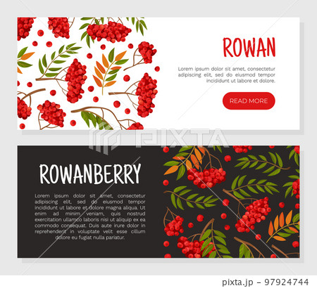 Rowan Berry Banner Design with Red Fruity Cluster on Branch Vector Template 97924744