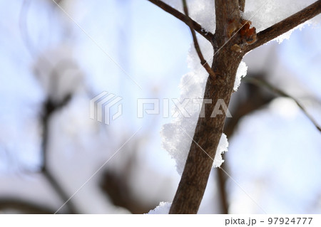 ハナミズキの枝の雪 【クローズアップ】 【空バック】 97924777