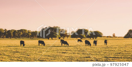 Cattle in Argentine countryside,La Pampa Province, Argentina. Cattle in Argentine countryside,La Pampa Province, Argentina. 97925047