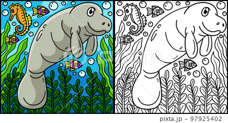 Manatee Coloring Page Colored Illustration 97925402