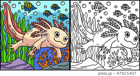 Axolotl Coloring Page Colored Illustration Axolotl Coloring Page Colored Illustration 97925407