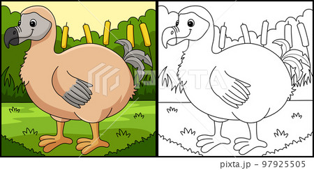 Dodo Animal Coloring Page Colored Illustration 97925505