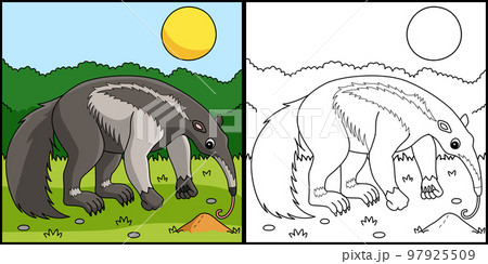 Giant Anteater Animal Coloring Page Illustration 97925509