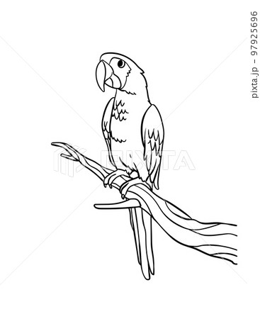 Parrot Isolated Coloring Page for Kids Parrot Isolated Coloring Page for Kids 97925696