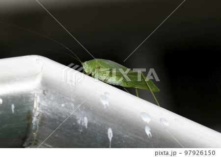 ヒメクダマキモドキ 97926150