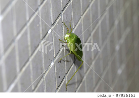 ヒメクダマキモドキ ヒメクダマキモドキ 97926163