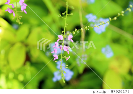 アレチヌスビトハギの花 97926175