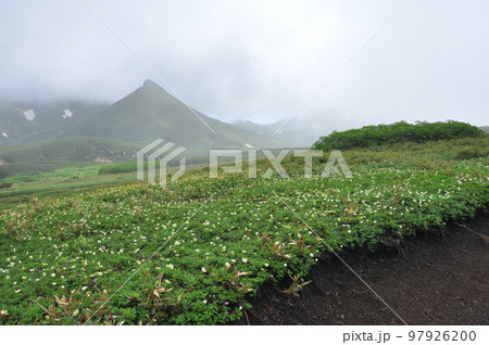 北海道　大雪山　裾合平　トレッキング　チングルマのお花畑 97926200