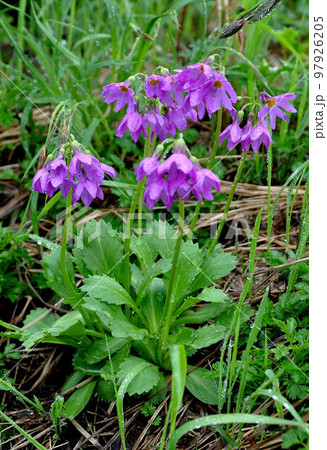 北海道　大雪山　裾合平　トレッキング　サクラソウ　クローズアップ 97926205