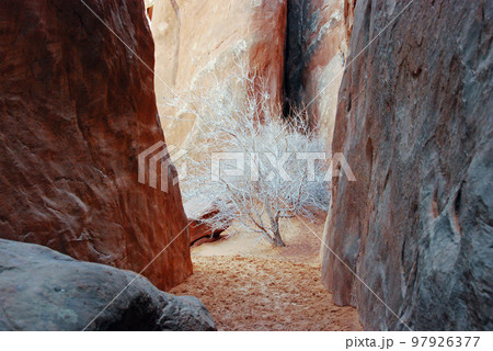 アメリカ合衆国 早春のコロラド高原 アーチーズ国立公園 サンド・デューン・アーチ トレイル 落葉した アメリカ合衆国 早春のコロラド高原 アーチーズ国立公園 サンド・デューン・アーチ トレイル 落葉した 97926377