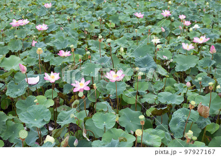 Pink lotus flower blooming in pond with green leaves Pink lotus flower blooming in pond with green leaves 97927167