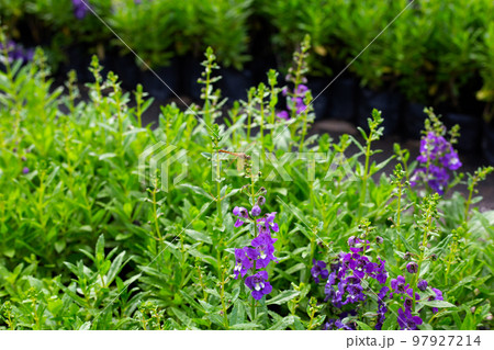 Beautiful angelonia goyazensis benth in the park Beautiful angelonia goyazensis benth in the park 97927214