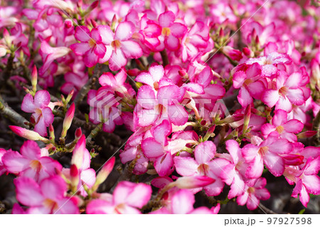 Pink adenium obesum flowers in the garden Pink adenium obesum flowers in the garden 97927598