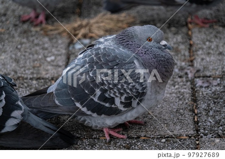 ハトの写真素材 [97927689] - PIXTA