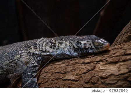 オオトカゲ 97927849