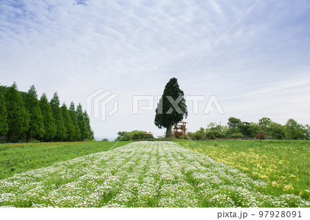 ノースボールの咲く高原 97928091