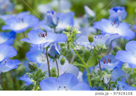 ネモフィラ（メンジェシー）の群れ 97928108