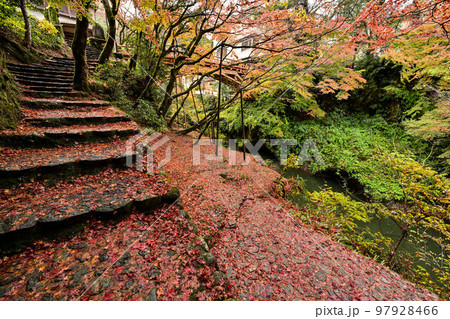 鶴仙渓の紅葉 97928466