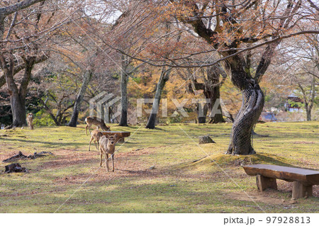 奈良公園の鹿【日本:奈良】 奈良公園の鹿【日本:奈良】 97928813