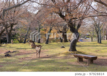 奈良公園の鹿【日本:奈良】 97928814