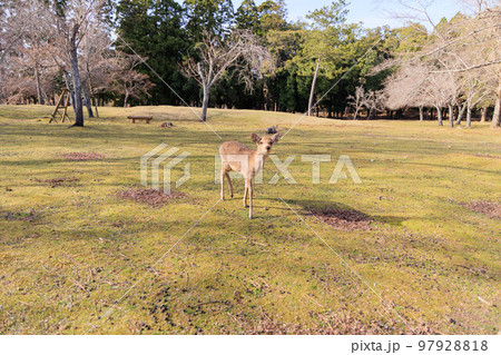 奈良公園の鹿【日本:奈良】 97928818