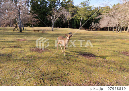 奈良公園の鹿【日本:奈良】 奈良公園の鹿【日本:奈良】 97928819
