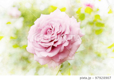 上品なピンク色の薔薇 97928907