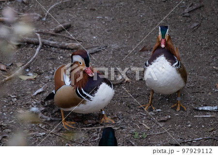 オシドリ オシドリ 97929112