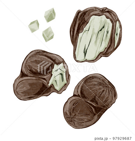 漢方生薬「茯苓(ブクリョウ)」手描き水彩風イラスト 97929687