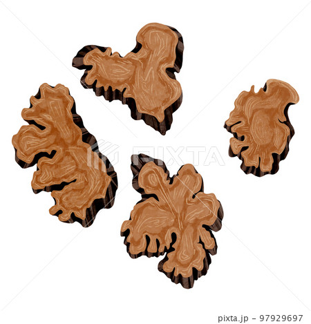 漢方生薬「川芎(センキュウ)」手描き水彩風イラスト 漢方生薬「川芎(センキュウ)」手描き水彩風イラスト 97929697