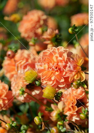 オレンジ色のダリア・ぬくもり オレンジ色のダリア・ぬくもり 97930147